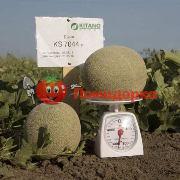 Дыня KS 7044 F1 | KS 7044 F1 Kitano, Фасовка - 1000 семян