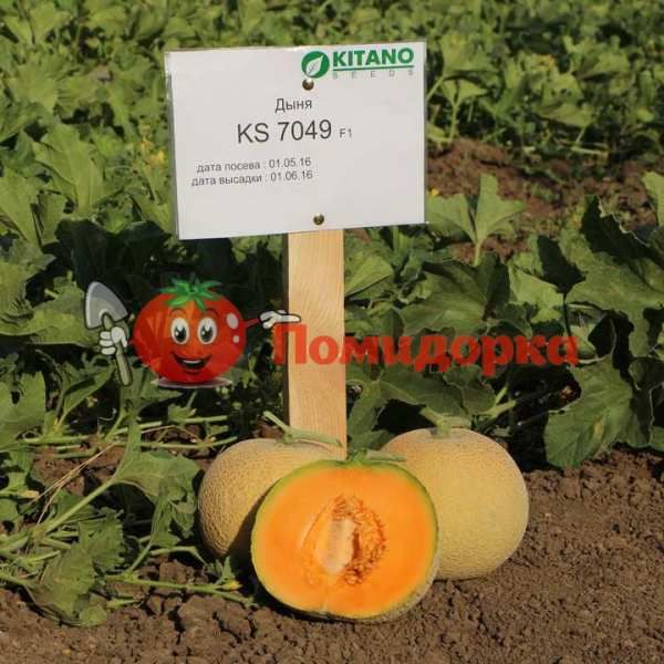Дыня KS 7049 | KS 7049 Kitano, Фасовка - 1000 семян