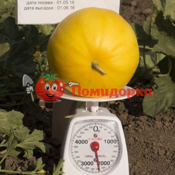 Дыня KS 7066 F1 | KS 7066 F1 Kitano, Фасовка - 1000 семян