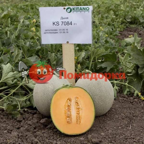 Дыня KS 7084 F1 | KS 7084 F1 Kitano, Фасовка - 1000 семян