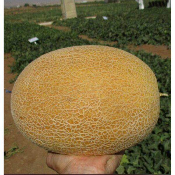 Диня МІЛАН F1 | Milan F1 Clause, Фасовка - 1000 насінин Диня МІЛАН F1 | Milan F1 Clause, Фасовка - 1000 насінин