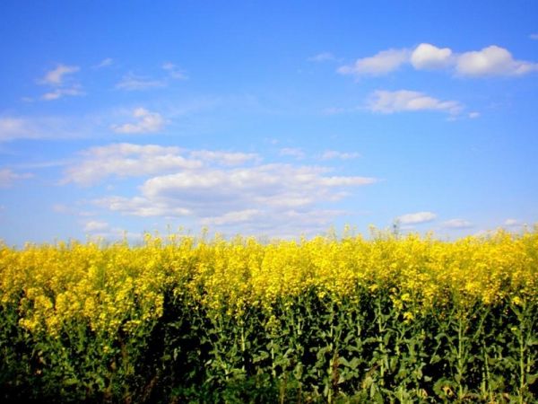 Насіння озимого ріпаку ЕС Ангел  Насіння озимого ріпаку ЕС Ангел