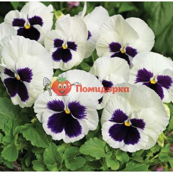 Фиалка Colossus F1 White with Blotch Sungenta, Фасовка - 1000 семян