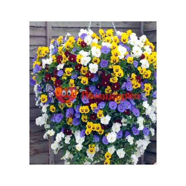 Фиалка Dynasty F1 (Viola x wittrockiana) Blotched Mixed Kitano, Фасовка - 500 семян