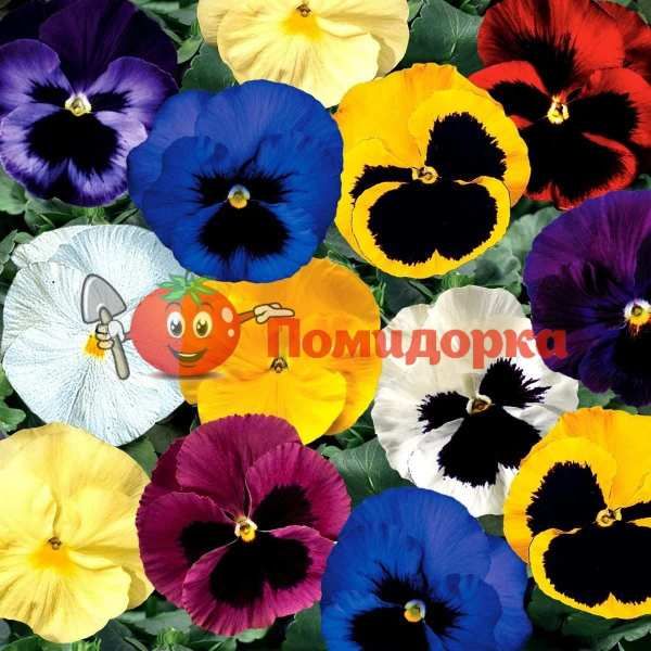 Фиалка Dynasty F1 (Viola x wittrockiana) Formula Mixed Kitano, Фасовка - 500 семян