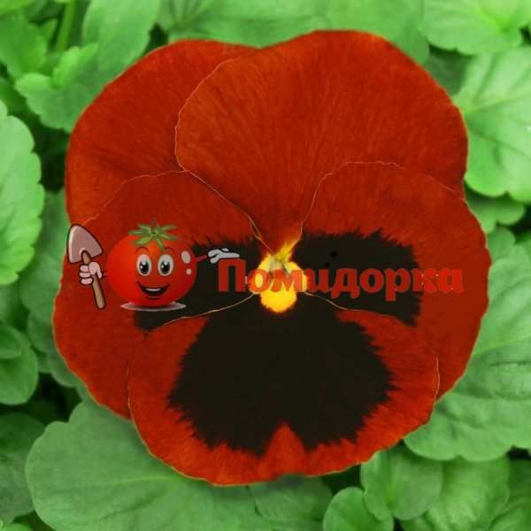 Фиалка Dynasty F1 (Viola x wittrockiana) Red Blotch Kitano, Фасовка - 500 семян