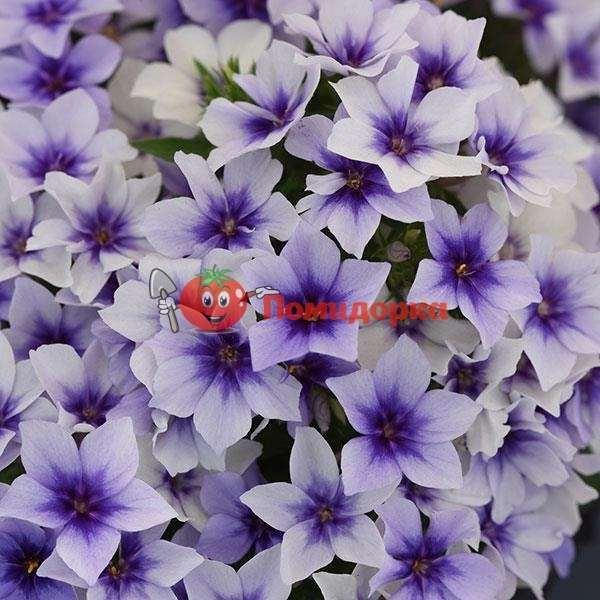 Флокс Blue Light Pan American 1000 шт