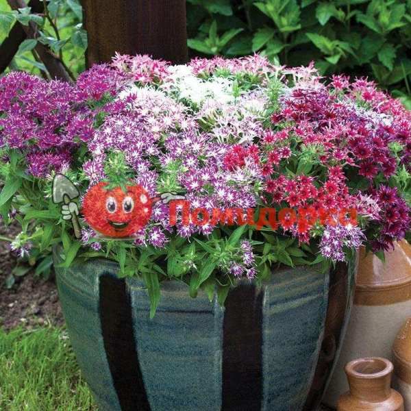 ФЛОКС Phlox F1 (Phlox drummondii) Formula Mixed, Фасовка - 100 семян