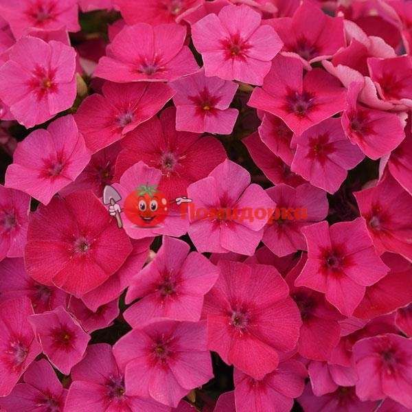 Флокс Rose Dark Pan American 1000 шт