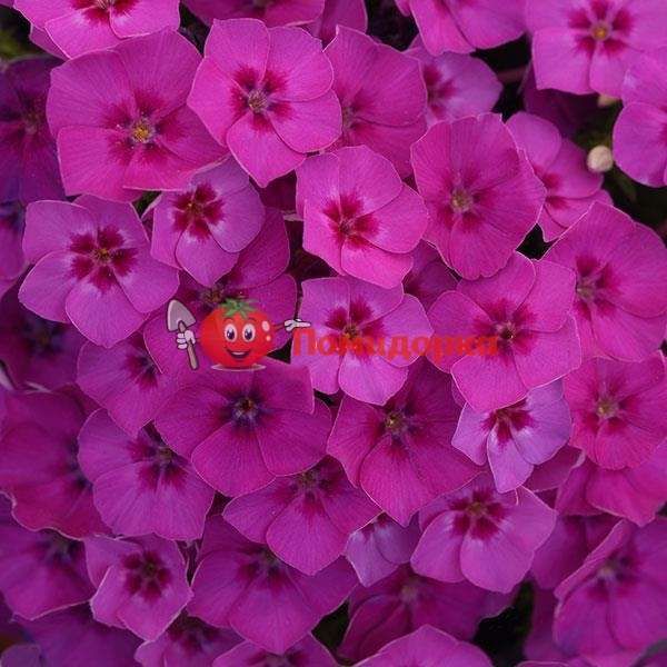 Флокс Velvet Red Pan American 1000 шт