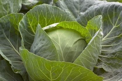 Капуста білоголова середньостигла Галікан F1, 2500 шт. насіння, 65-70 днів (Syngenta)