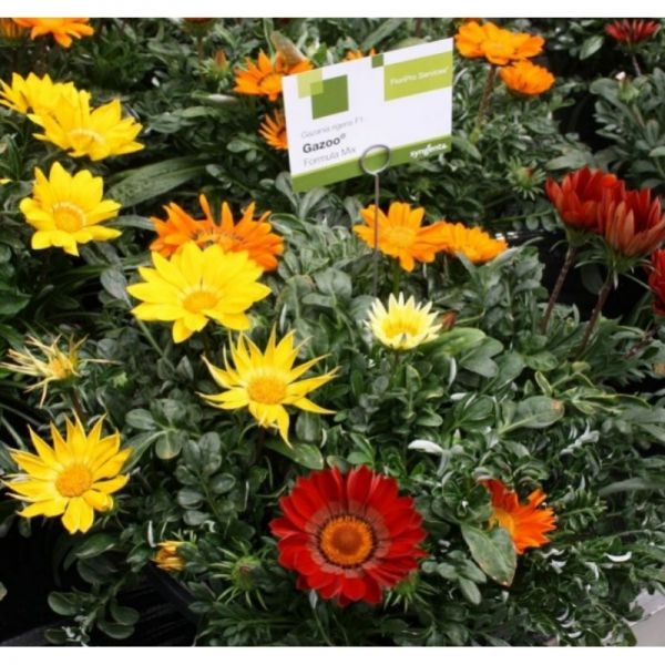 Газания жестколистая Газу F1 | Gazania rigens Gazoo F1 Syngenta, Фасовка - Оранжевый с ободком - 100 семян