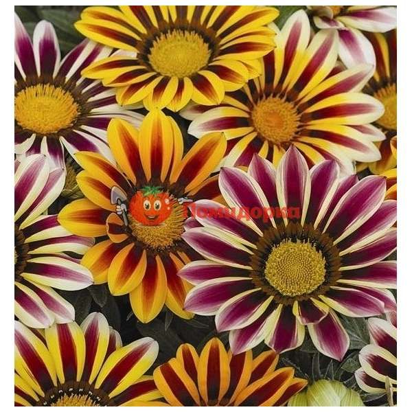 Газания Rigens Kiss Mix Syngenta 1000 шт