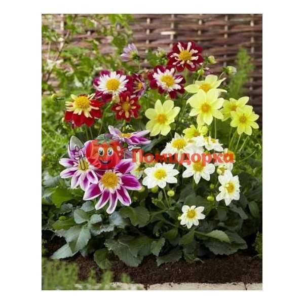 Георгины Арлекин F1 | Arlekin F1 Syngenta, Фасовка - 100 семян