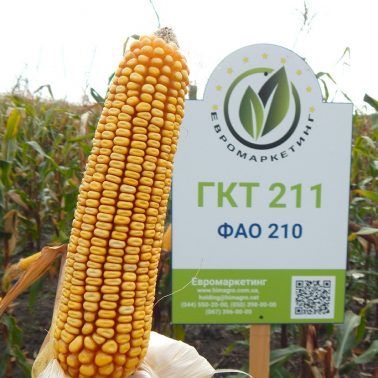 Насіння кукурудзи ГКТ 211 Насіння кукурудзи ГКТ 211