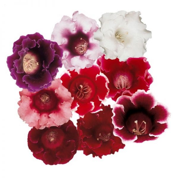 Глоксиния Аванти F1 | Sinningia speciosa Avanti F1 Sakata, Фасовка - Микс - 10 семян