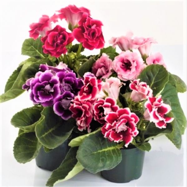 Глоксиния махрова Брокад F1 | Sinningia speciosa Brocade F1 Sakata, Фасовка - Микс - 100 семян