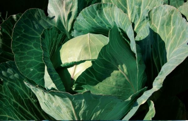 Капуста белокочанная среднеспелая Глория F1, 2500 шт. семян, 75-80 дней (Syngenta)