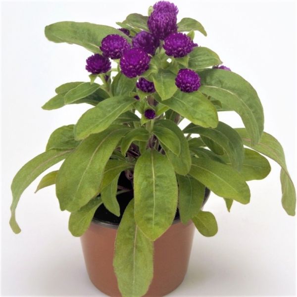 Гомфрена низкорослая Будди | Gomphrena globosa Buddy Benary, Фасовка - Пурпурный - 200 семян