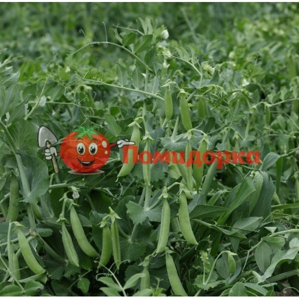 Горох АЛМАФИ | ALMAFI Syngenta, Фасовка - 100 000 семян Горох АЛМАФИ | ALMAFI Syngenta, Фасовка - 100 000 семян