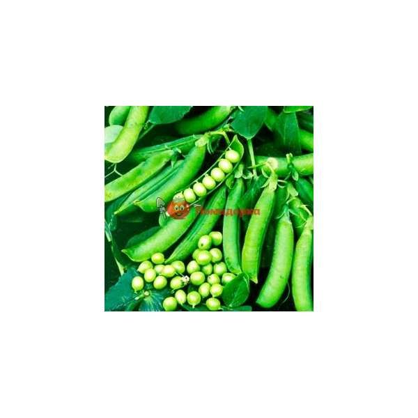 Горох ДЖОФ F1 | DJOF F1 Syngenta, Фасовка - 100 000 семян Горох ДЖОФ F1 | DJOF F1 Syngenta, Фасовка - 100 000 семян