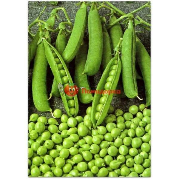 Горох ГРУНДИ | HRUNDI Syngenta, Фасовка - 100 000 семян Горох ГРУНДИ | HRUNDI Syngenta, Фасовка - 100 000 семян