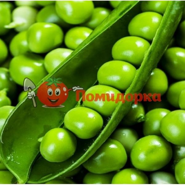 Горох ЛАМБАДО | LAMBADO Syngenta, Фасовка - 100 000 семян Горох ЛАМБАДО | LAMBADO Syngenta, Фасовка - 100 000 семян