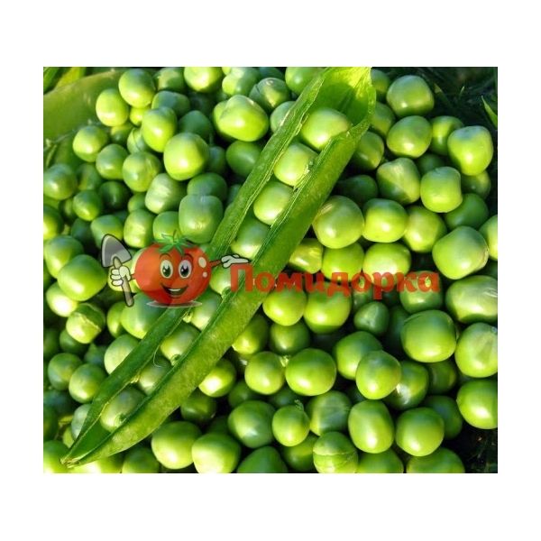 Горох ОЛИНДА | OLINDA Syngenta, Фасовка - 100 000 семян Горох ОЛИНДА | OLINDA Syngenta, Фасовка - 100 000 семян