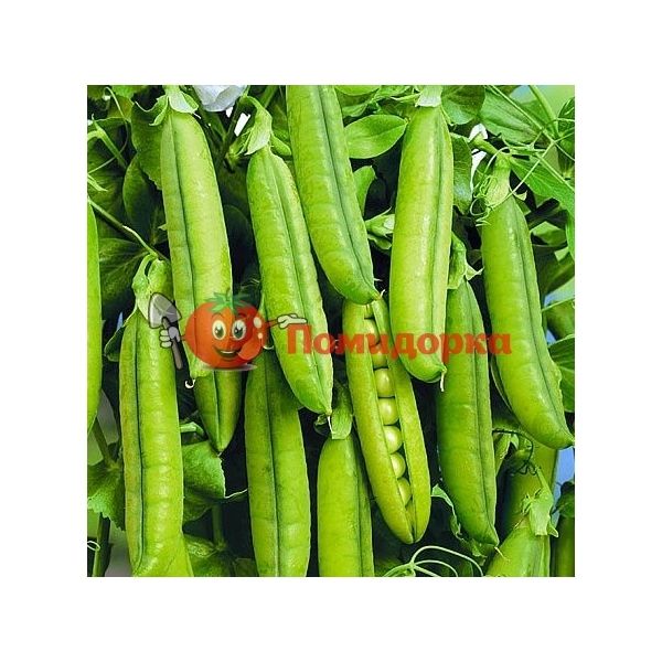 Горох ТРОФИ | TROFI Syngenta, Фасовка - 100 000 семян Горох ТРОФИ | TROFI Syngenta, Фасовка - 100 000 семян