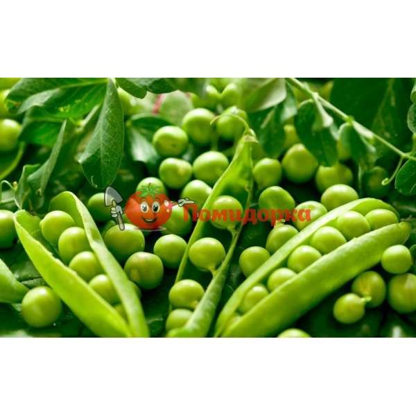 Горох ВАЛЬВЕРДЕ | VALVERDE Syngenta, Фасовка - 100 000 семян Горох ВАЛЬВЕРДЕ | VALVERDE Syngenta, Фасовка - 100 000 семян