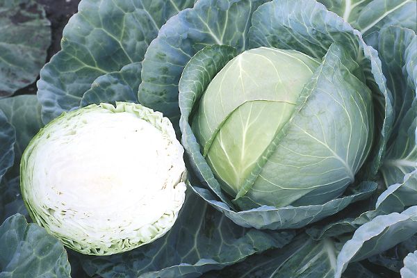 Капуста белокочанная среднеспелая Грегориан F1, 2500 шт. семян, 65-70 дней (Syngenta)