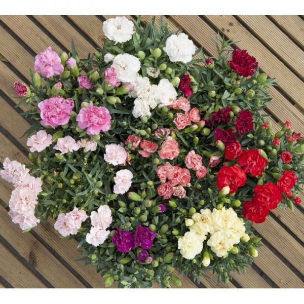 Гвоздика китайская Lillipot F1 SAKATA, Фасовка - Пурпурная - 50 семян