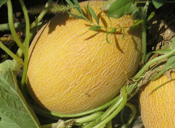 Диня КРЕДО F1 | Credo F1 Clause, Фасовка - 5000 насінин Диня КРЕДО F1 | Credo F1 Clause, Фасовка - 5000 насінин