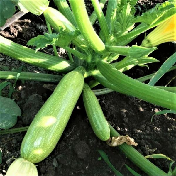 Кабачок АНГЕЛИНА F1 | ANHELINA F1 Syngenta, Фасовка - 500 семян