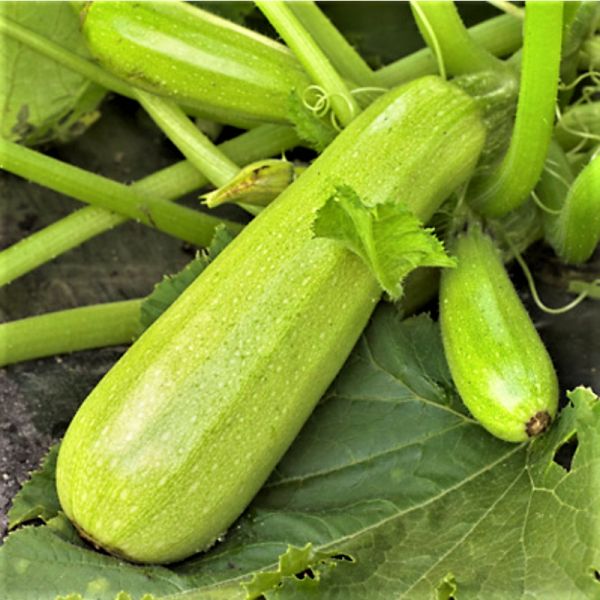 Кабачок КАРИЗМА F1 | KARIZMA F1 Syngenta, Фасовка - 2500 семян