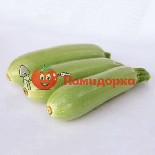 Кабачек KS 1214 F1 | KS 1214 F1 kitano, Фасовка - 1000 семян