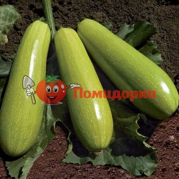 Кабачек KS 3714 F1| KS 3714 F1 Kitano, Фасовка - 1000 семян