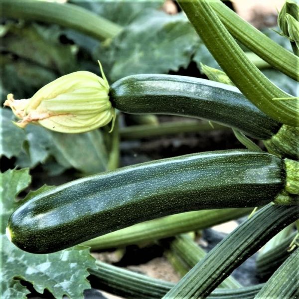 Кабачок СУПРЕМО F1 | SUPREMO F1 Syngenta, Фасовка - 1000 семян