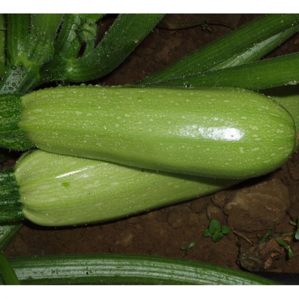 Кабачок Алия F1 | Aliya F1 Clause, Фасовка - 2500 семян