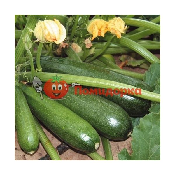 Кабачок АНИСА F1 | ANISA F1 Hazera, Фасовка - 500 семян