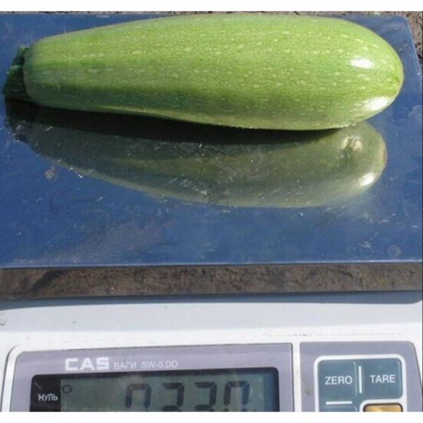 Кабачок Асма F1 | Asma F1 Clause, Фасовка - 500 семян