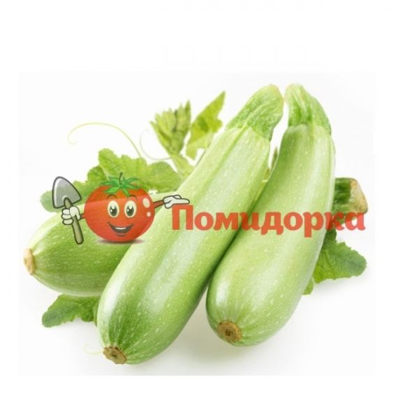 Кабачок ЭЗРА F1 | EZRA F1 Hazera, Фасовка - 500 гр.