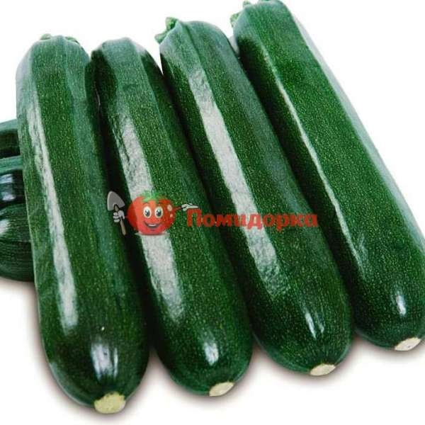 Кабачок Кора F1 | Cora F1 Clause, Фасовка - 500 семян