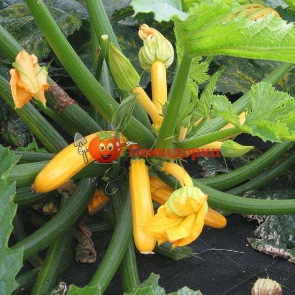 Кабачок Санлайт F1 | Sanlaut F1 Clause, Фасовка - 1000 семян