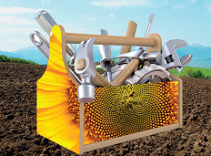 Семена подсолнечника СИ КАДИКС (Syngenta)  STANDART