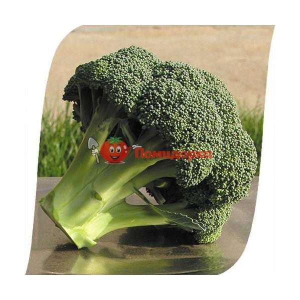 Капуста АЙРОНМАН F1 I RONMAN F1 Sеminis, Фасовка - 2500 семян