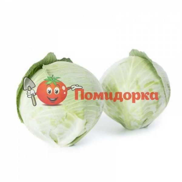 Капуста АКСИОМА F1 | AXIOMA F1 Rijk Zwaan (улучшенные семена), Фасовка - 2500 семян