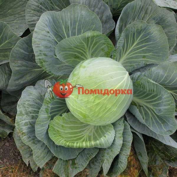 Капуста АММОН F1 | AMMON F1 Seminis, Фасовка - 2500 семян