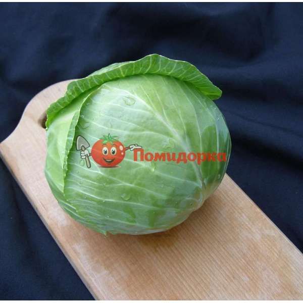 Капуста АРИВИСТ F1 | ARIVIST Seminis, Фасовка - 2500 семян