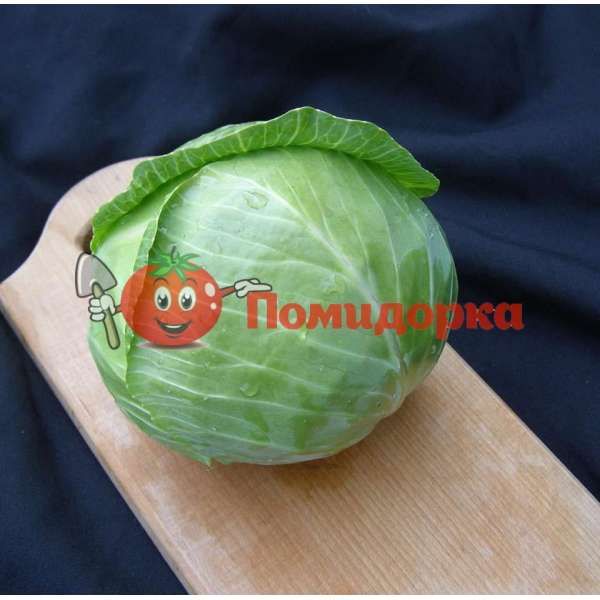 Капуста АРРИВИСТ F1| ARRIVIST F1 Seminis, Фасовка - 2500 семян